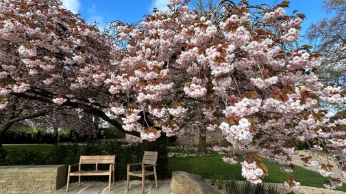 Chairs under the large canopy of cherry trees full of pink blossom